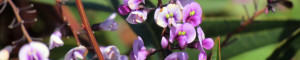 Flowers at Gordon E. Oliver Park in Hayward, CA - photo by Stellar IT Solutions Staff