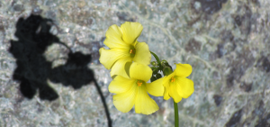 Yellow Flowers