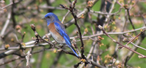 Bluebird