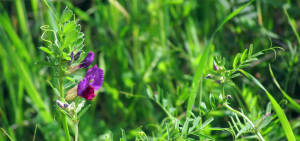 Spring Vetch